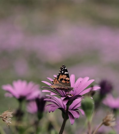 紫色花朵上棕色蝴蝶的浅聚焦照片